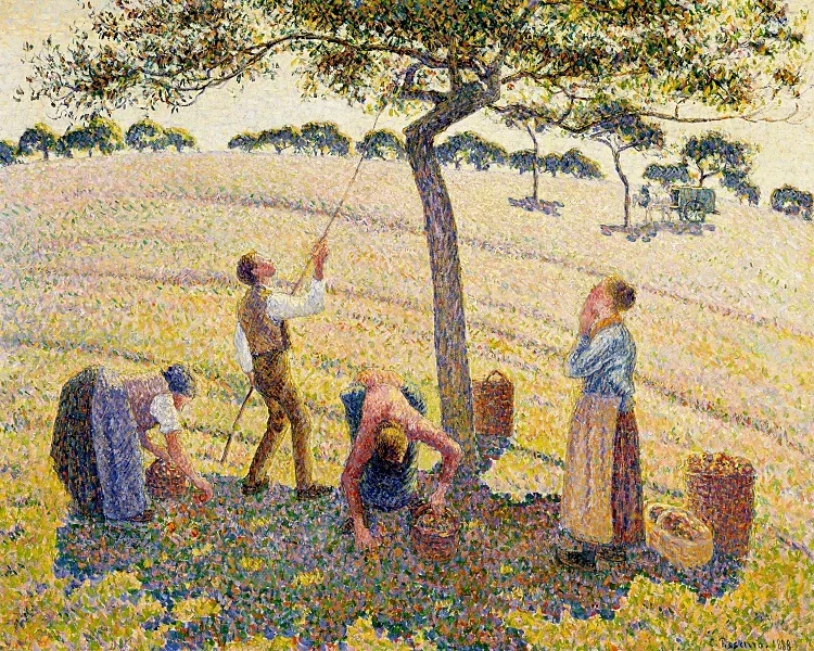 Camille Pissarro - Æblehøst 1888 | Indrammet giclée-kunsttryk