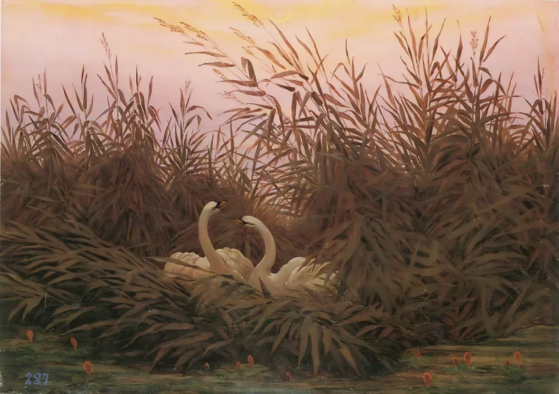 Caspar David Friedrich | Svaner i sivene ved første lys - 1832| Indrammet kunsttryk | Romantic | formida
