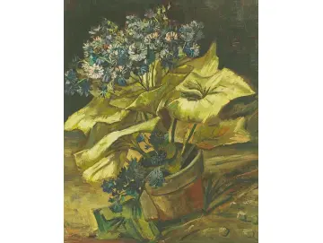 Cineraria - 1886
