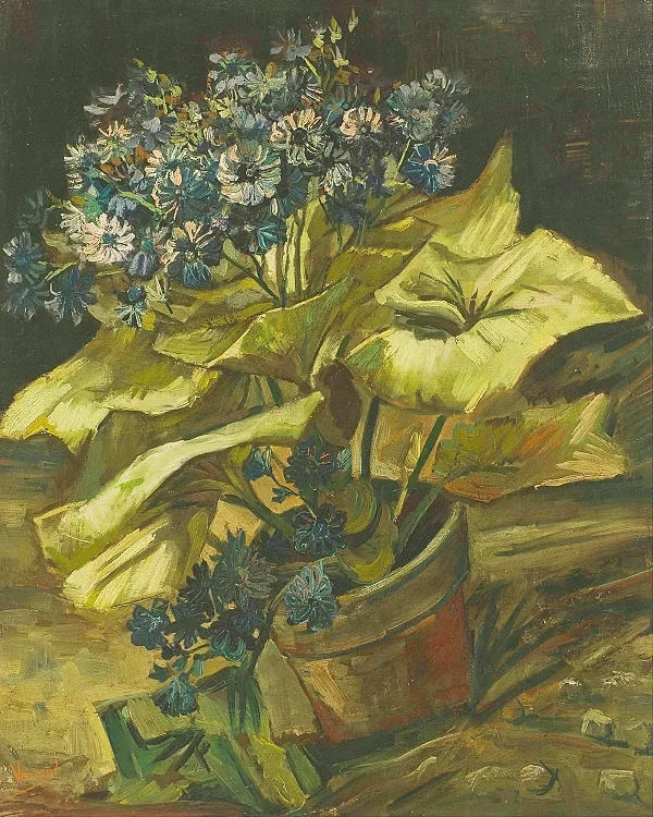 Cineraria - 1886