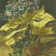 Cineraria - 1886