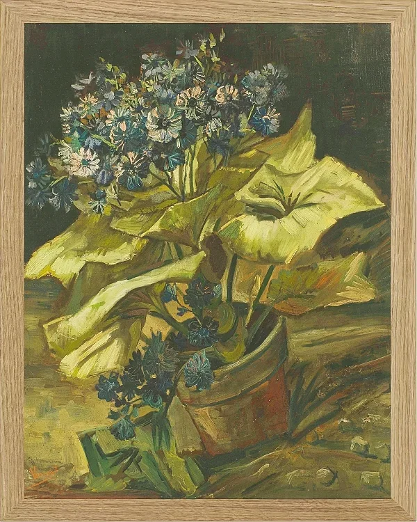 Cineraria - 1886