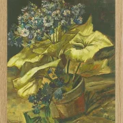 Cineraria - 1886