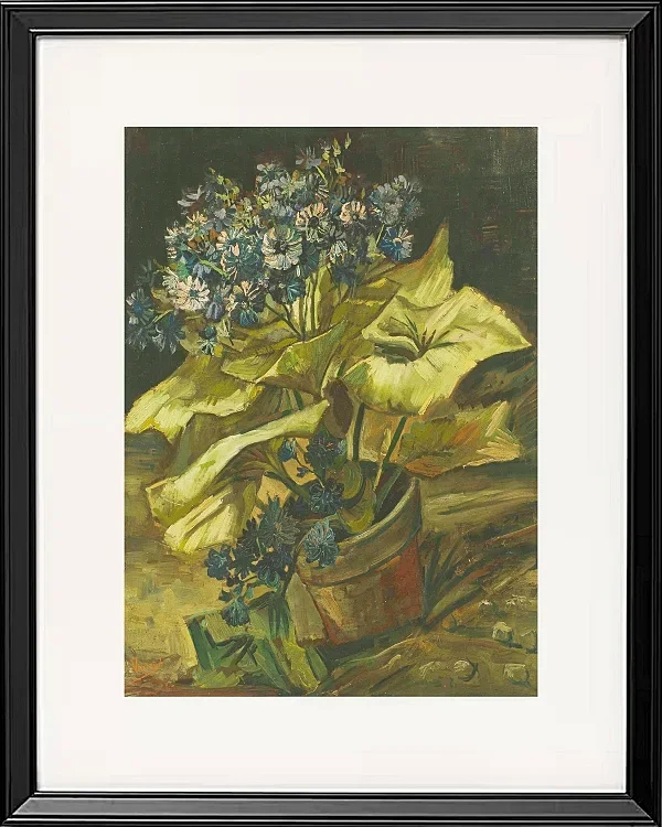 Cineraria - 1886