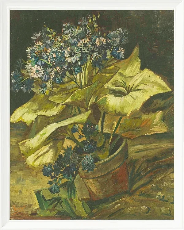 Cineraria - 1886