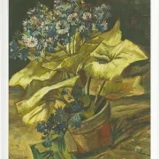 Cineraria - 1886