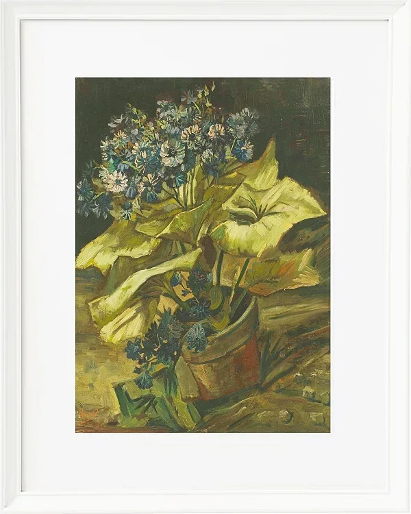Cineraria - 1886
