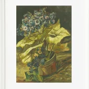 Cineraria - 1886