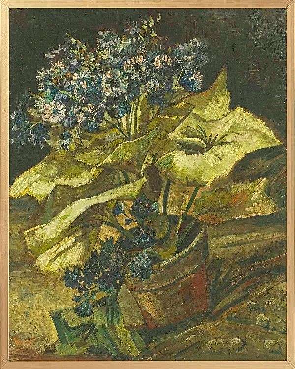 Cineraria - 1886