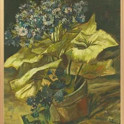 Cineraria - 1886