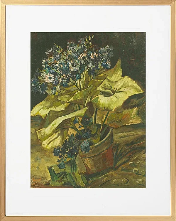Cineraria - 1886