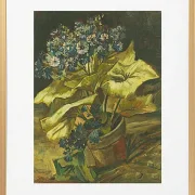 Cineraria - 1886