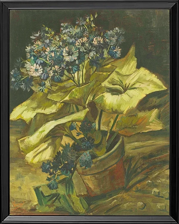 Cineraria - 1886