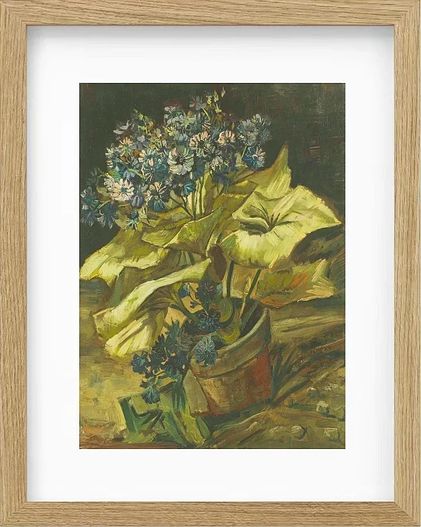 Cineraria - 1886