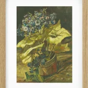 Cineraria - 1886