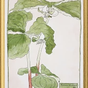 Dreiblatt - 1915