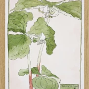 Dreiblatt - 1915
