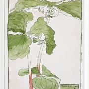 Dreiblatt - 1915