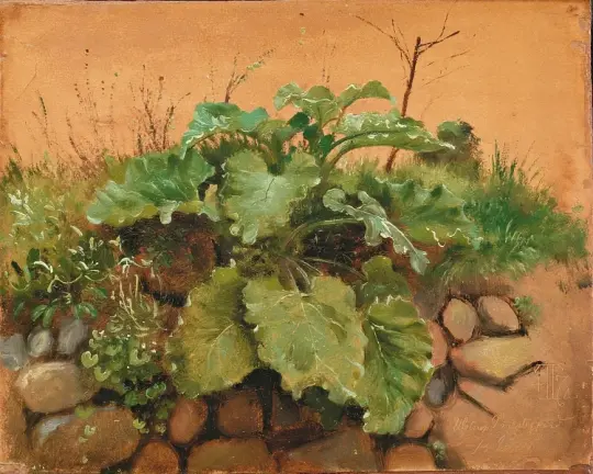 Eine Klette und andere Pflanzen auf einer Steinmauer – 1847