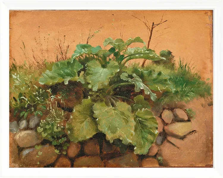 Eine Klette und andere Pflanzen auf einer Steinmauer – 1847