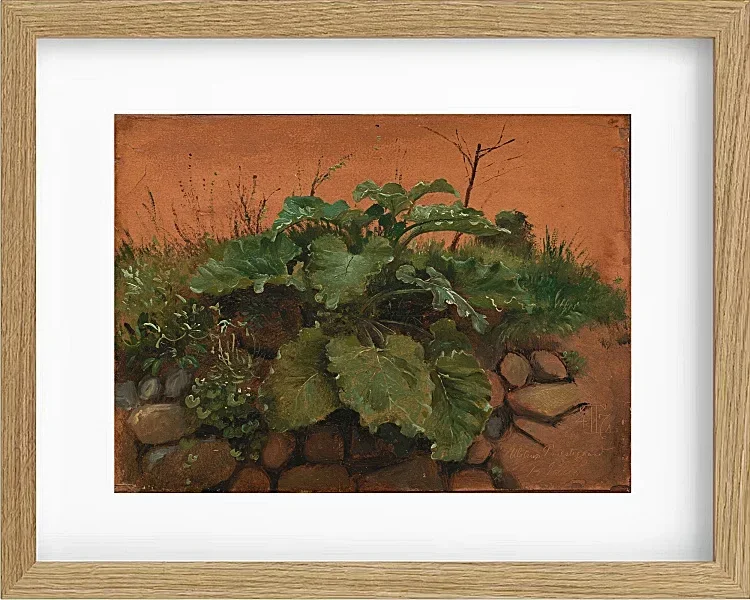 Eine Klette und andere Pflanzen auf einer Steinmauer – 1847