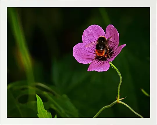 Fotokunst blomster - 01
