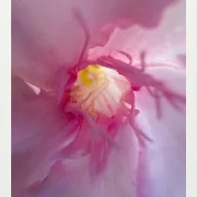 Fotokunst Blüten - 87