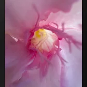 Fotokunst Blüten - 87