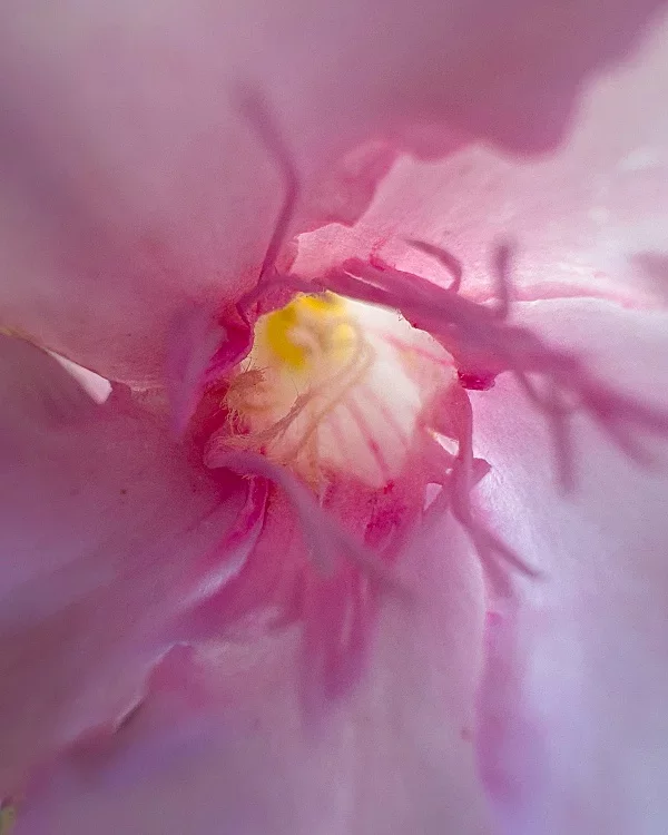 Fotokunst Blüten - 87