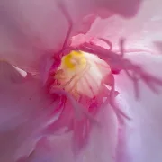 Fotokunst Blüten - 87