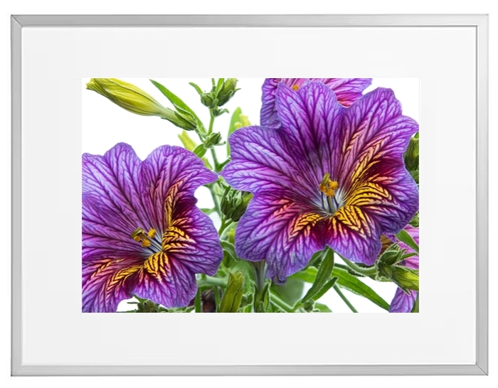 Fotokunst Pflanzen
