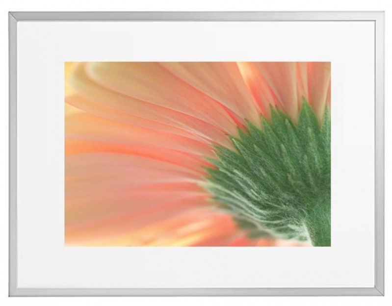 Fotokunst Pflanzen