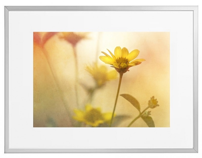 Fotokunst Pflanzen