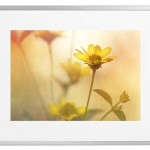 Fotokunst Pflanzen