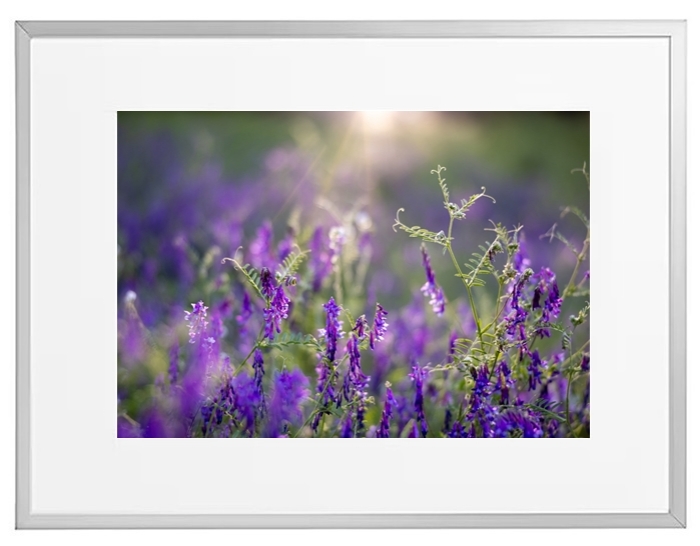 Fotokunst Pflanzen