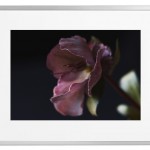 Fotokunst Pflanzen