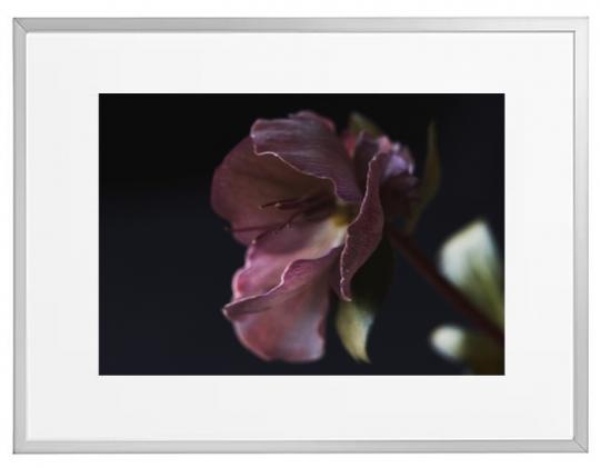 Fotokunst Pflanzen