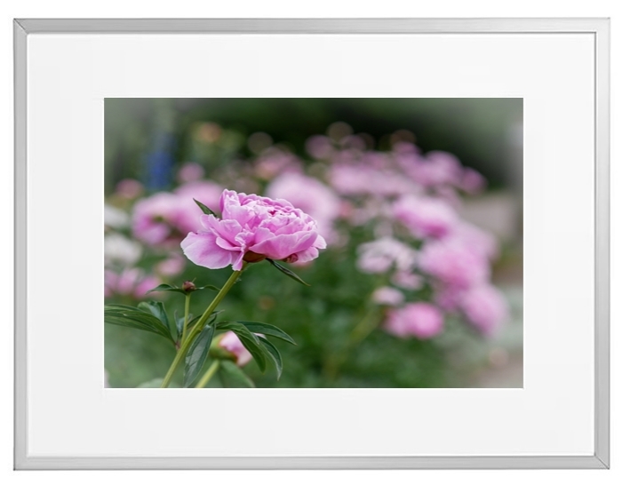 Fotokunst Pflanzen