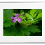 Fotokunst Pflanzen
