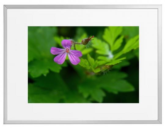 Fotokunst Pflanzen