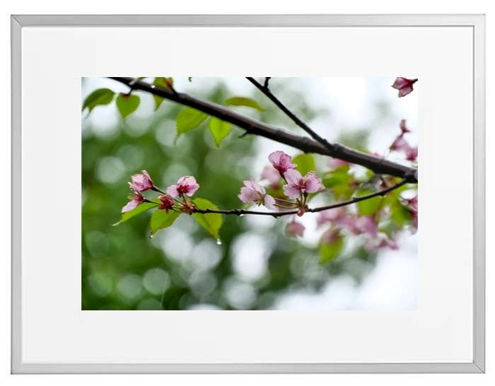 Fotokunst Pflanzen