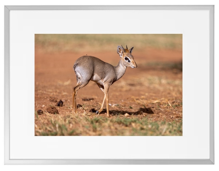 Fotokunst Tiere