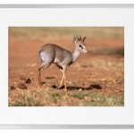 Fotokunst Tiere