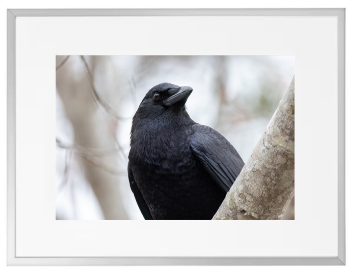 Fotokunst Tiere