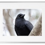 Fotokunst Tiere