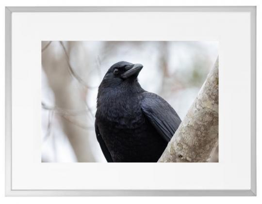 Fotokunst Tiere