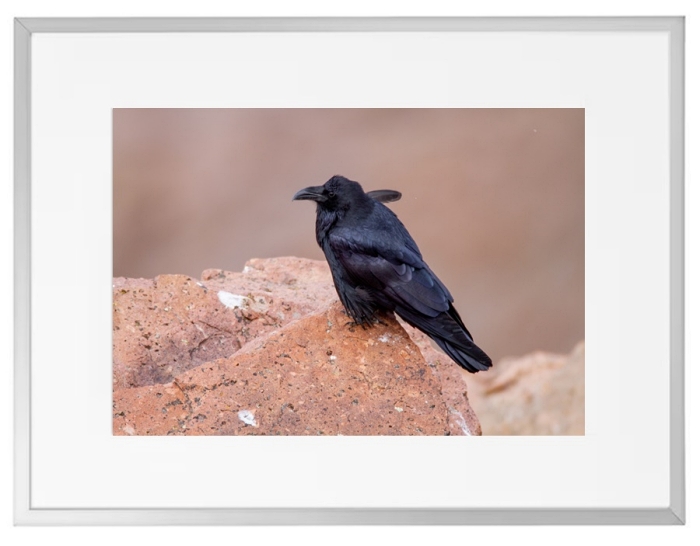 Fotokunst Tiere