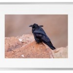 Fotokunst Tiere