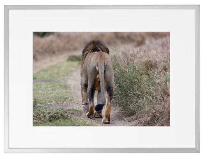 Fotokunst Tiere