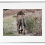Fotokunst Tiere